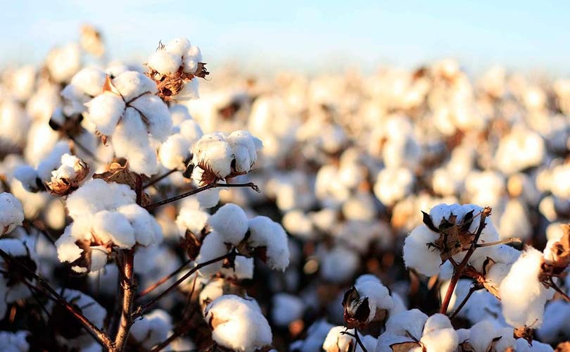 El algodón argentino busca ganar competitividad